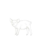 Saucissons artisanaux en ligne : corse, basque, à la truffe, noisette ...